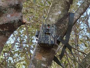 L’alumnat de l’INS Montgròs ha instal·lat aquest dimecres càmeres de fototrampeig per tal d’enregistrar els moviments d’una espècie d’ocell, la maller