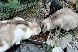 L'Arboç reparteix carnets d'alimentadors de gats a l’Arboç per evitar males pràctiques. Ajuntament de l'Arboç