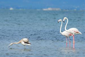 L’estreta relació entre la biodiversitat i el cicle integral de l’aigua. Sorea