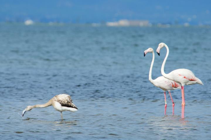 L’estreta relació entre la biodiversitat i el cicle integral de l’aigua. Sorea