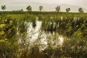 L’estreta relació entre la biodiversitat i el cicle integral de l’aigua