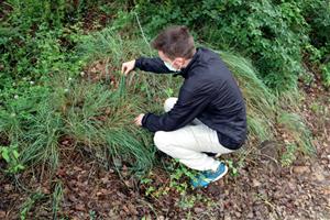 Mario Beltran, enginyer forestal del Centre de Ciència i Tecnologia Forestal de Catalunya, observa herba que ha crescut a un bosc del Solsonès. ACN