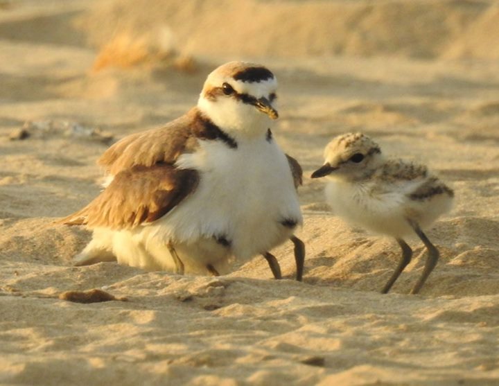 Mascle i tres pollets de corriol camanegre (Charadrius alexandrinus)  dos d’ells amagats a sota d’ell, a la platja de Ribes Roges. APMA