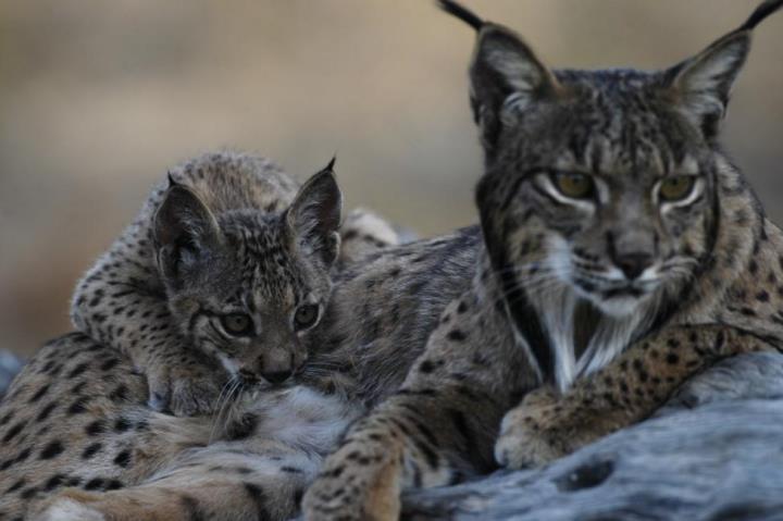 Pla detall d'una femella de linx ibèric nascuda a Sierra Morena el 2002, amb la seva cria. ACN