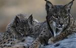 Pla detall d'una femella de linx ibèric nascuda a Sierra Morena el 2002, amb la seva cria. ACN