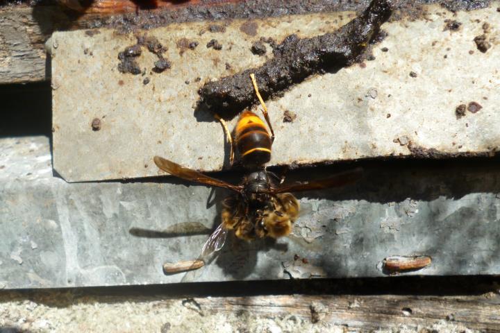 Pla detall d'una vespa asiàtica atacant una abella d'una arna situada a la serra de Cardó. ACN