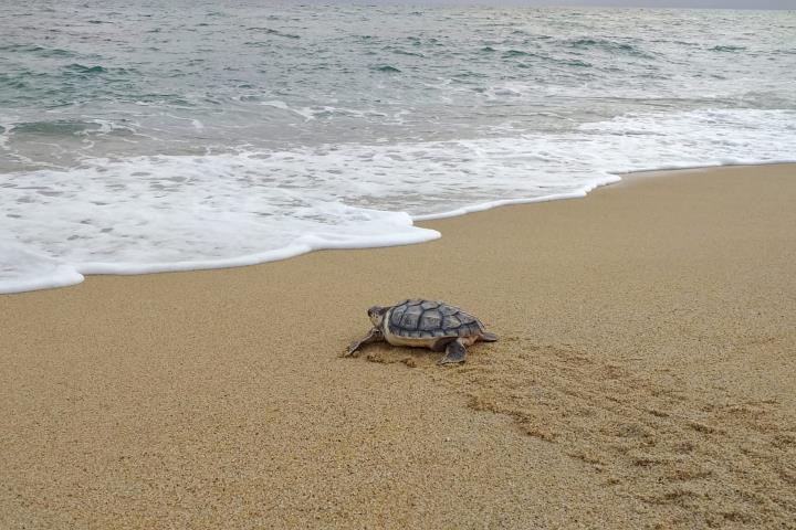 Pla general de l'alliberament de la tortuga careta aquest dijous a la platja de Premià de Mar. Generalitat de Catalunya