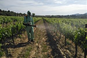 Pla general d'un tècnic experimentant amb productes de biocontrol en una vinya del Penedès. INCAVI