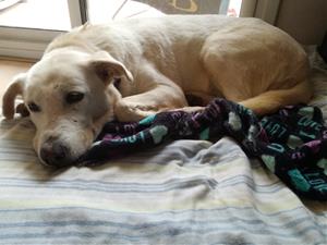 Pla obert de la Perla, una gossa mestissa acollida per una família, descansant damunt d'un llit. ACN