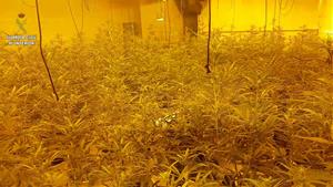 Pla obert de la plantació de marihuana desmantellada en una casa de la urbanització del Mas Mel, a Calafell. Guàrdia Civil