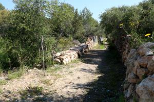 Pla obert d'un tram del camí ramader recuperat a Vilanova i la Geltrú en el marc de la recuperació de la zona verda de l'Ortoll. ACN