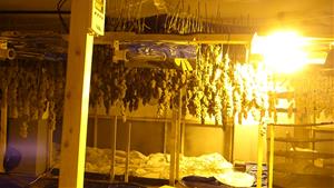 Pla tancat d'una de les dues plantacions de marihuana desmantellades pels Mossos d'Esquadra a Alcanar i al Vendrell. Mossos d'Esquadra