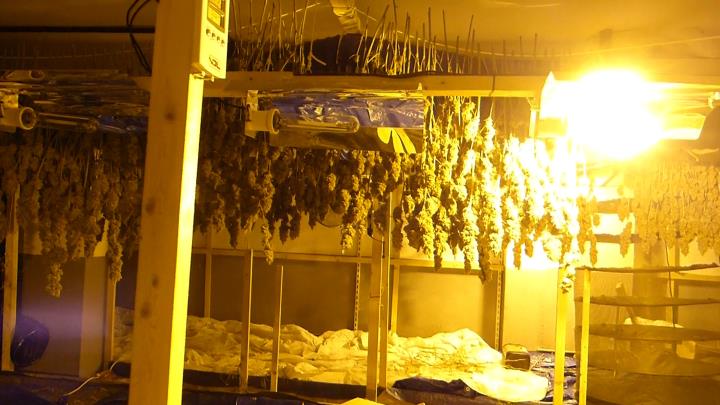 Pla tancat d'una de les dues plantacions de marihuana desmantellades pels Mossos d'Esquadra a Alcanar i al Vendrell. Mossos d'Esquadra