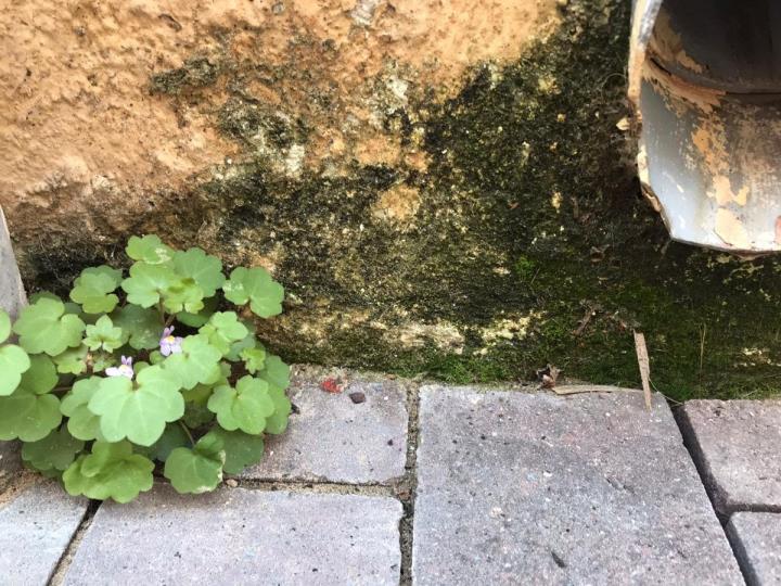 Pla tancat d'una planta que ha sortit enmig l'asfalt durant el confinament per l'estat d'alarma del coronavirus. GEPEC