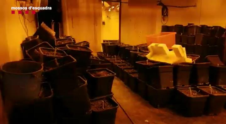 Quatre detinguts i 65 kilos de cabdells de marihuana comissats en una plantació en una masia del Vendrell. Mossos d'Esquadra