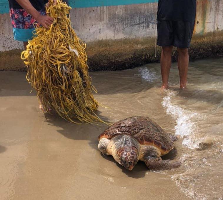 Rescaten a Calafell una tortuga babaua atrapada en unes xarxes abandonades. Ajuntament de Calafell