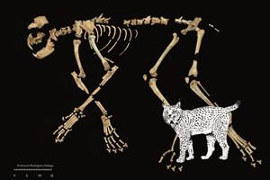 Restes de Lynx pardinus recuperades a la Cova del Gegant de Sitges. Imatge publicada el 29 d'abril del 2020