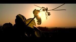 Rússia premia l'audiovisual “DO Penedès 2.700 anys d'història”. EIX