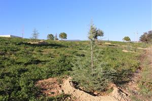 Sant Martí Sarroca replanta els arbres de Nadal de la campanya dels comerços. Ajt Sant Martí Sarroca