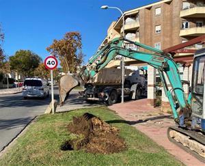 Sant Pere de Ribes plantarà 77 arbres nous per compensar les pèrdues del temporal Glòria. Ajt Sant Pere de Ribes