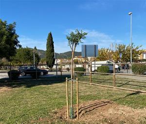 Sant Pere de Ribes plantarà 77 arbres nous per compensar les pèrdues del temporal Glòria