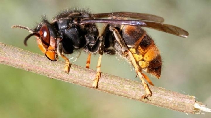 Sant Sadurní d'Anoia demana la col·laboració ciutadana per controlar la vespa velutina i el bernat marbrejat. Ajt Sant Sadurní d'Anoia