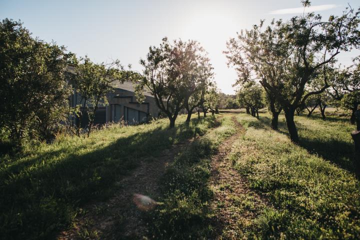 Set vegades més arbres a l’Autòdrom Terramar en el marc del projecte per a recuperar-lo. Autòdrom Terramar 