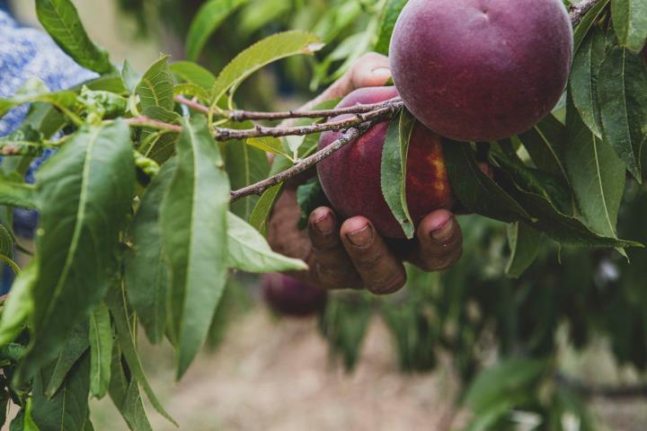 Sis de cada deu catalans ha consumit aliments ecològics certificats i gairebé la meitat ho fa com a mínim un cop al mes. Generalitat de Catalunya