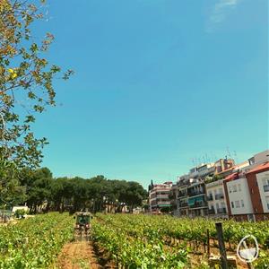 Sitges estrena  formació  d’horta i vinya sostenible a l'oferta de cursos professionalitzadors per a joves entre 16 i 29 anys. Ajuntament de Sitges