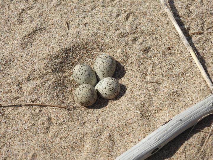 Sitges inicia una actuació de conservació del corriol petit després de nidificar per primera vegada a la platja de Les Botigues. Ajuntament de Sitges
