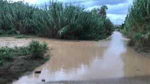 Sitges retirarà els canyissars de la riera de Ribes i els substituirà per espècies autòctones. Ajuntament de Sitges