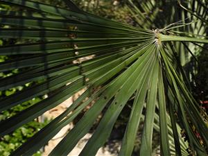 Típics danys de la fulla del margalló provocats per l'eruga barrinadora del margalló. Eulàlia Gómez / Diputació