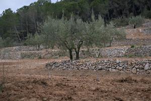 Torres engega un projecte  de viticultura ancestral a la DO Penedès. Torres