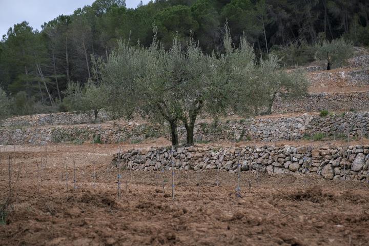 Torres engega un projecte  de viticultura ancestral a la DO Penedès. Torres