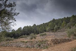 Torres engega un projecte  de viticultura ancestral a la DO Penedès