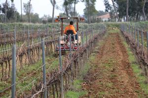 Torres vol reduir les emissions de CO2 amb l'ús de tractors elèctrics a les vinyes