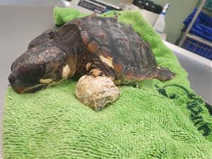 Troben una tortuga marina ferida a la platja de Sant Salvador del Vendrell. Ajuntament del Vendrell