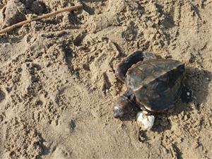 Troben una tortuga marina ferida a la platja de Sant Salvador del Vendrell