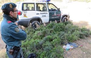 Un agent del Seprona, observant els més de 100 quilos de llentiscle, collit per un grup de persones sense autorització. ACN / Guàrdia Civil 