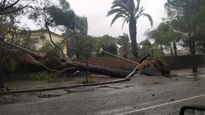 Un arbre caigut a Sitges a causa del temporal. Ajuntament de Sitges