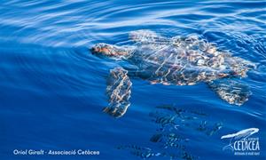 Un exemplar jove tortuga babaua al litoral del Garraf