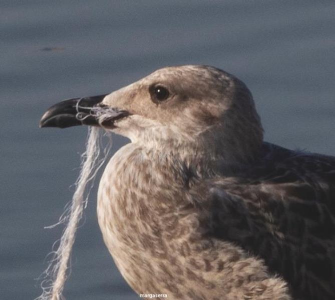 Un gavià argentat (Larus argentatus) juvenil, amb un tros de xarxa de monofilament enganxada al seu aparell digestiu. APMA