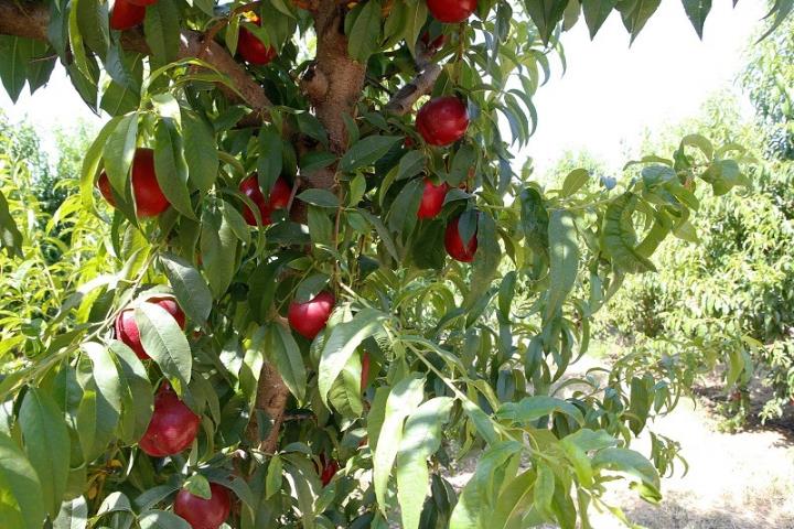 Unió de Pagesos defensa que l'espai agrari ha de garantir aliments de proximitat al pla territorial del Penedès. Unió de Pagesos