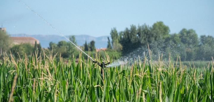 Unió de Pagesos demana facilitats per sembrar cànem a les finques de panís per evitar la proliferació de plantacions de marihuana. Unió de Pagesos