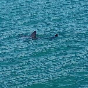 Uns pescadors capten dos taurons pelegrins al litoral de Vilanova. Edmaktub 