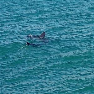 Uns pescadors capten dos taurons pelegrins al litoral de Vilanova