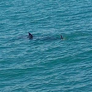 Uns pescadors capten dos taurons pelegrins al litoral de Vilanova