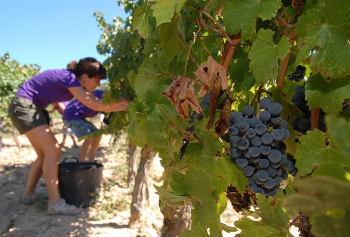 Pla general d'unes vinyes del Penedès. Imatge publicada el 10 de juny del 2020. ACN