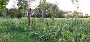 Actuació popular a Vilafranca per a la retirada de canya americana a la riera de Llitrà. Ajuntament de Vilafranca