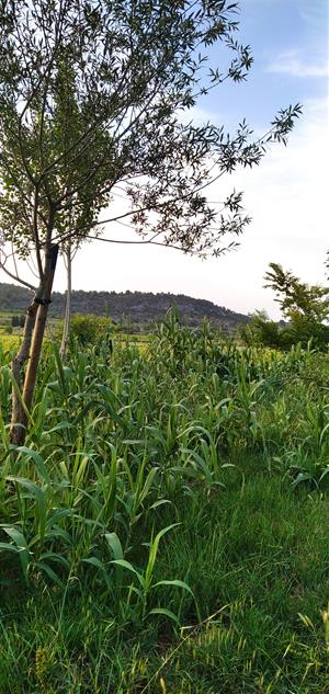 Actuació popular a Vilafranca per a la retirada de canya americana a la riera de Llitrà